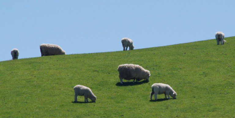 How to Spend 7 Amazing Days in New Zealand