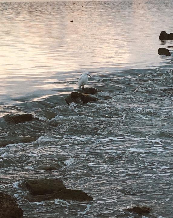 Quarantine? More like Quaroutine!