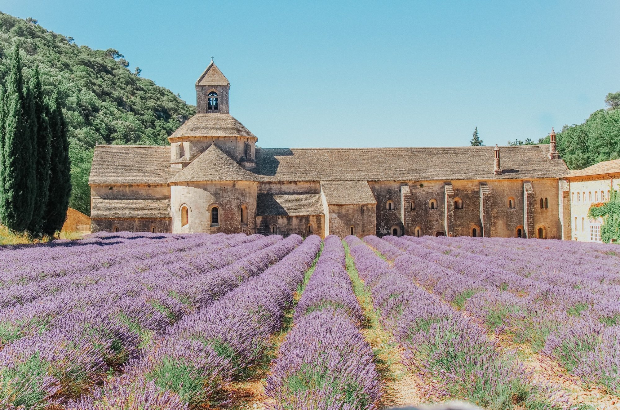 Lavender Senanque