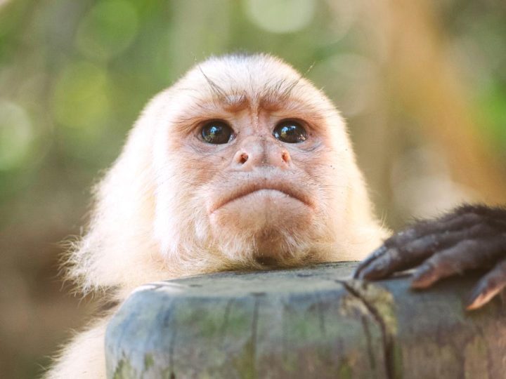 White Face Monkey