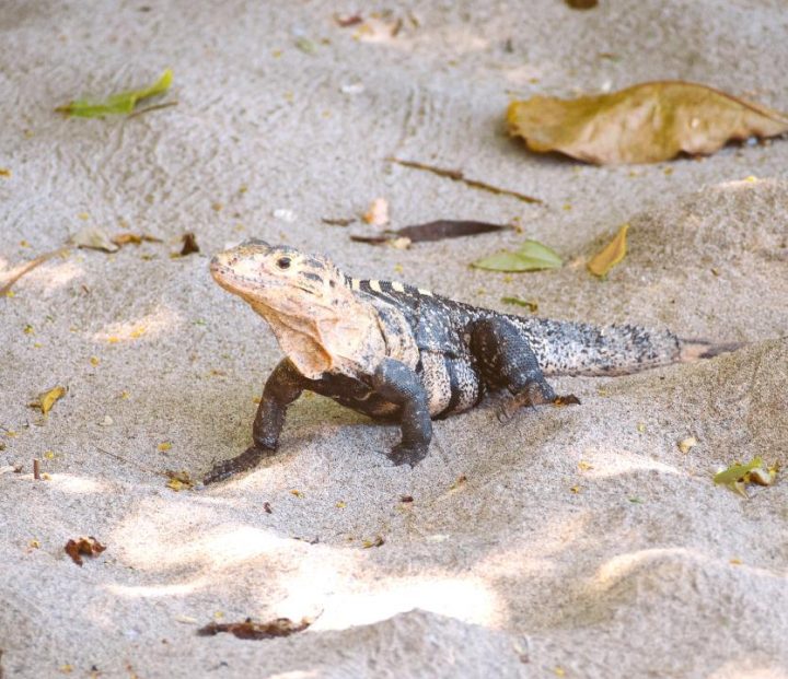 Iguana