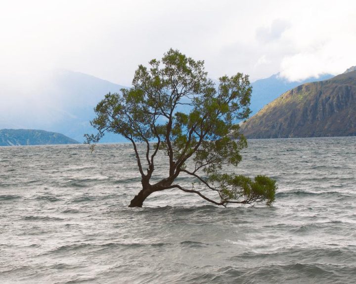 wanaka tree
