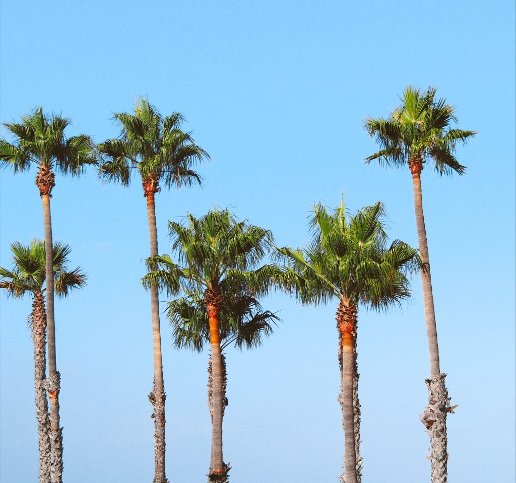 Palm Trees in Los Angeles
