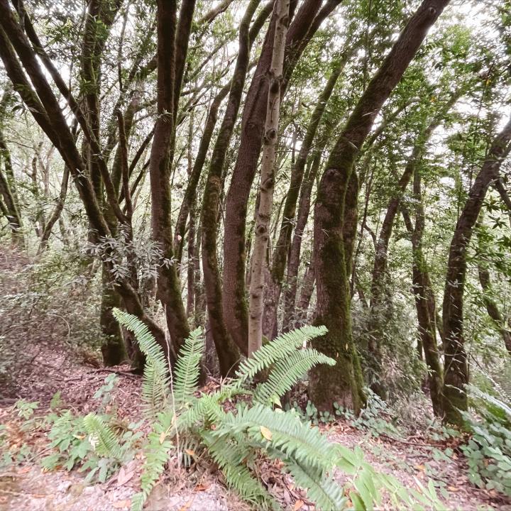 Huckleberry Botanic Preserve