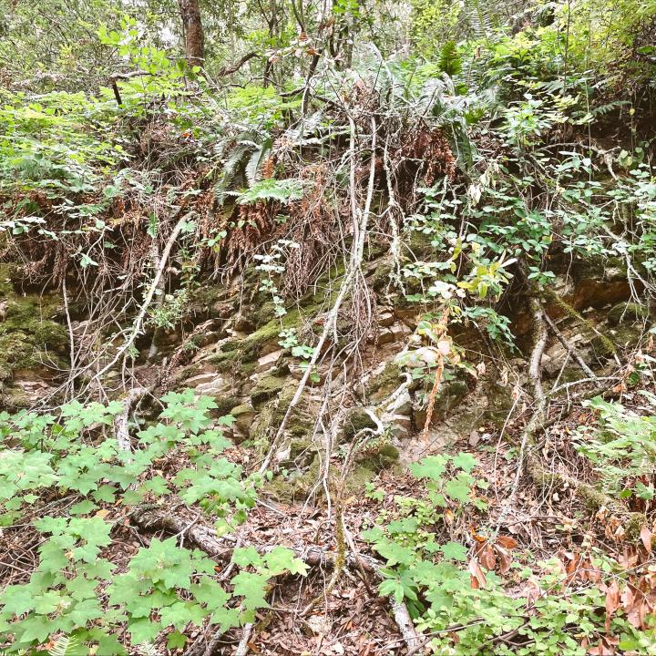 Huckleberry Botanic Preserve