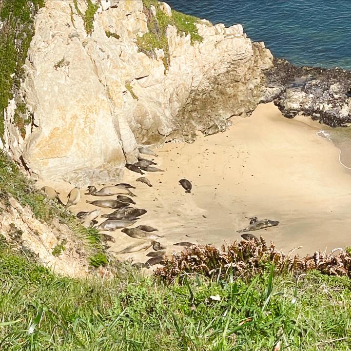 Things To Do In Point Reyes- elephant seals