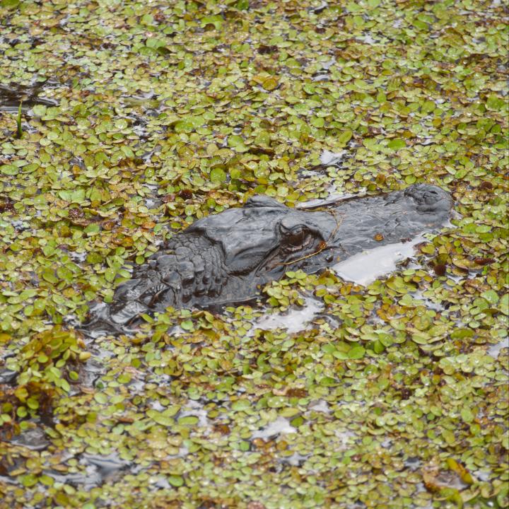 Must See in New Orleans