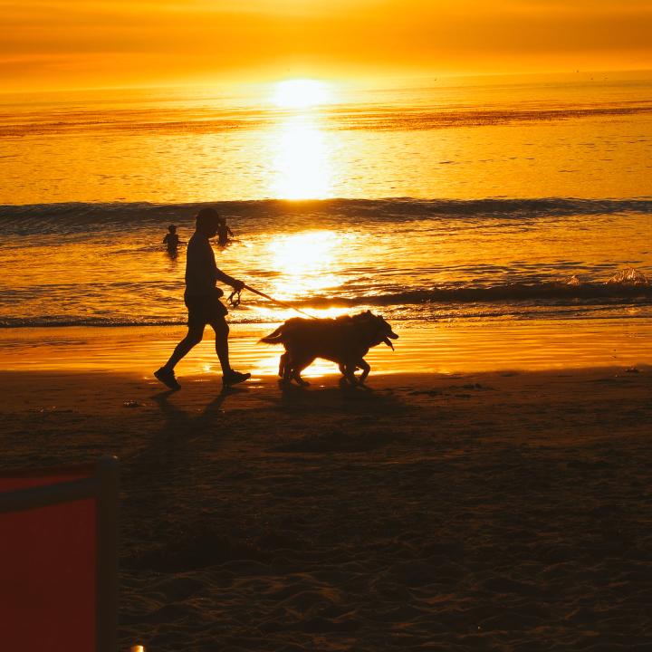 Walking a dog at Sunset in Laguna Beach