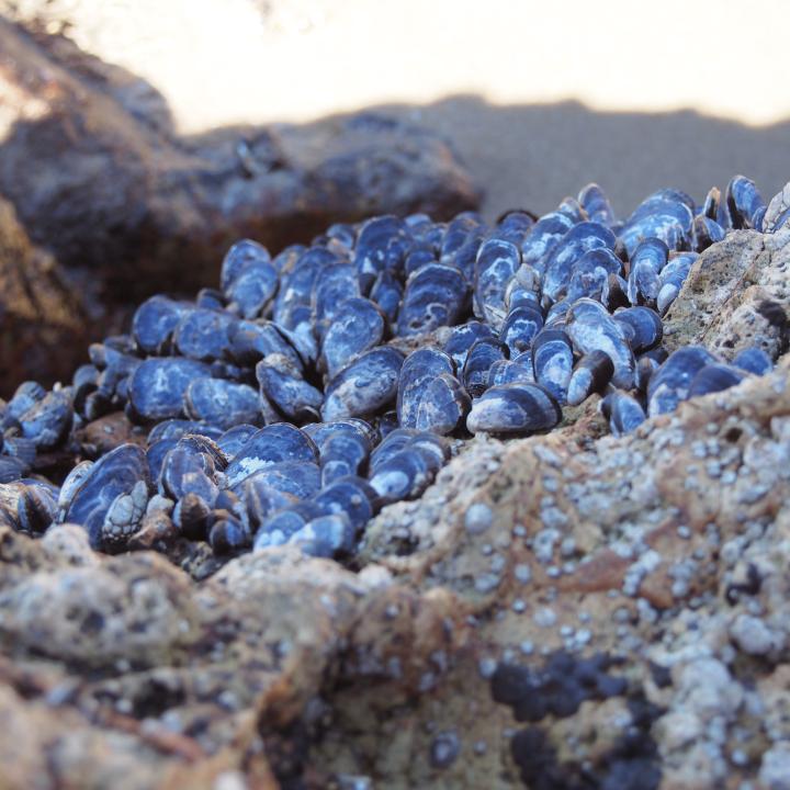 Things to do in Laguna Beach