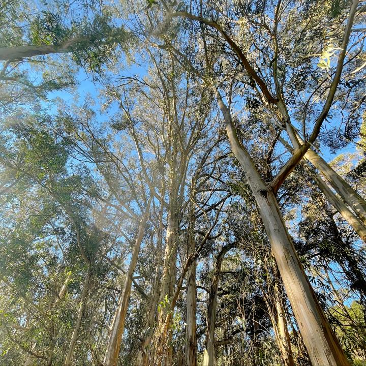 Tennessee Valley Trail