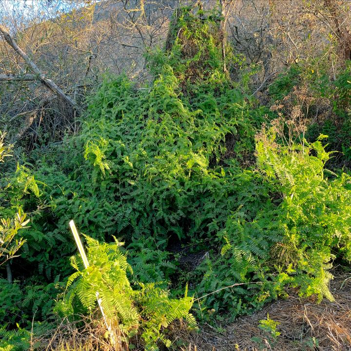 Tennessee Valley Trail