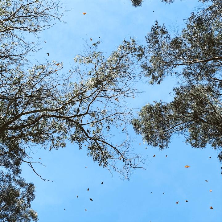 Monarch Butterfly Preserve Santa Cruz