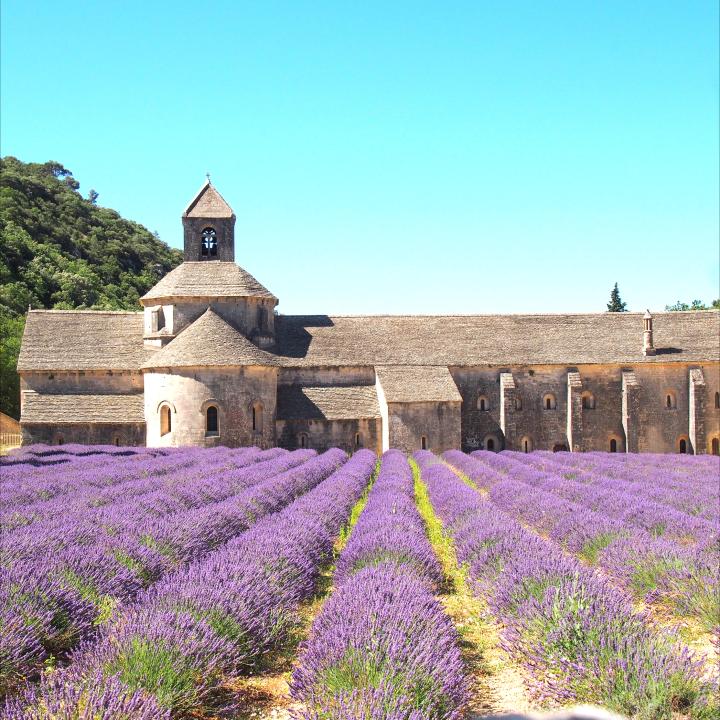 The view of the lavender fields and the Abbey De Senanque near Gordes, France