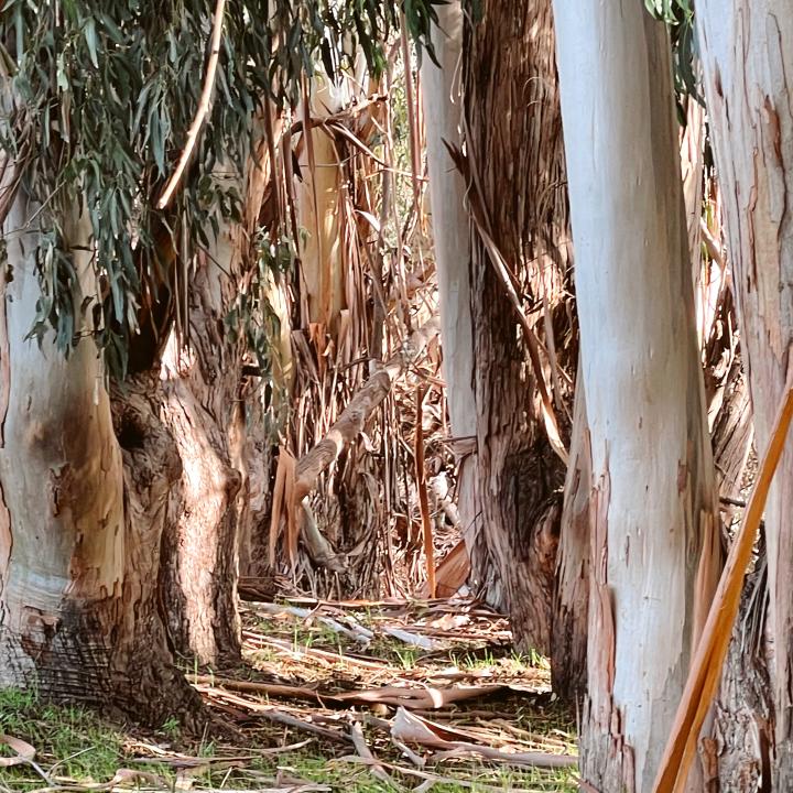 Eucalyptus Mission Peak