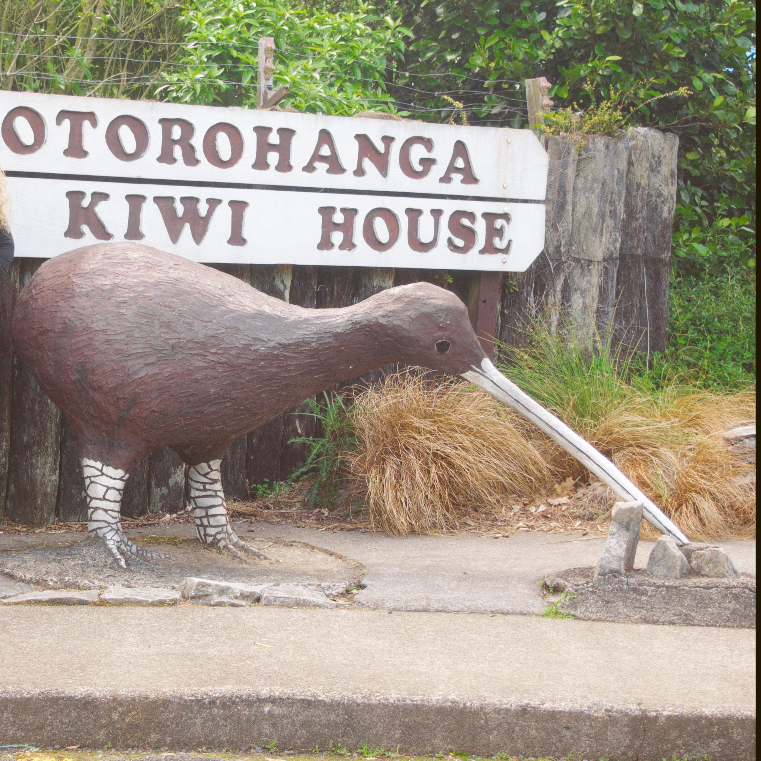 Otorohanga Kiwi