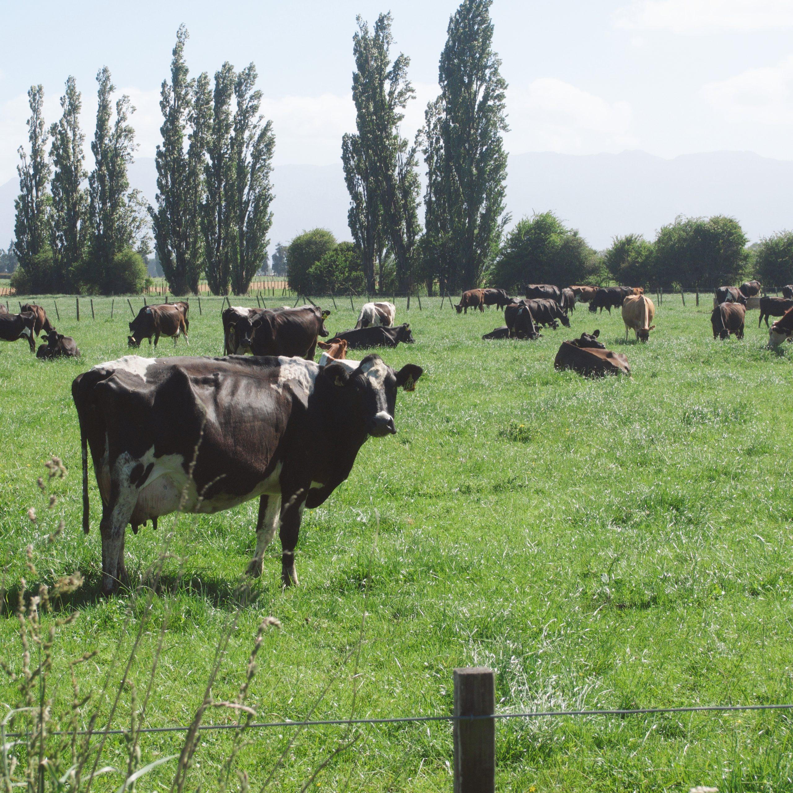 Cows Matamata