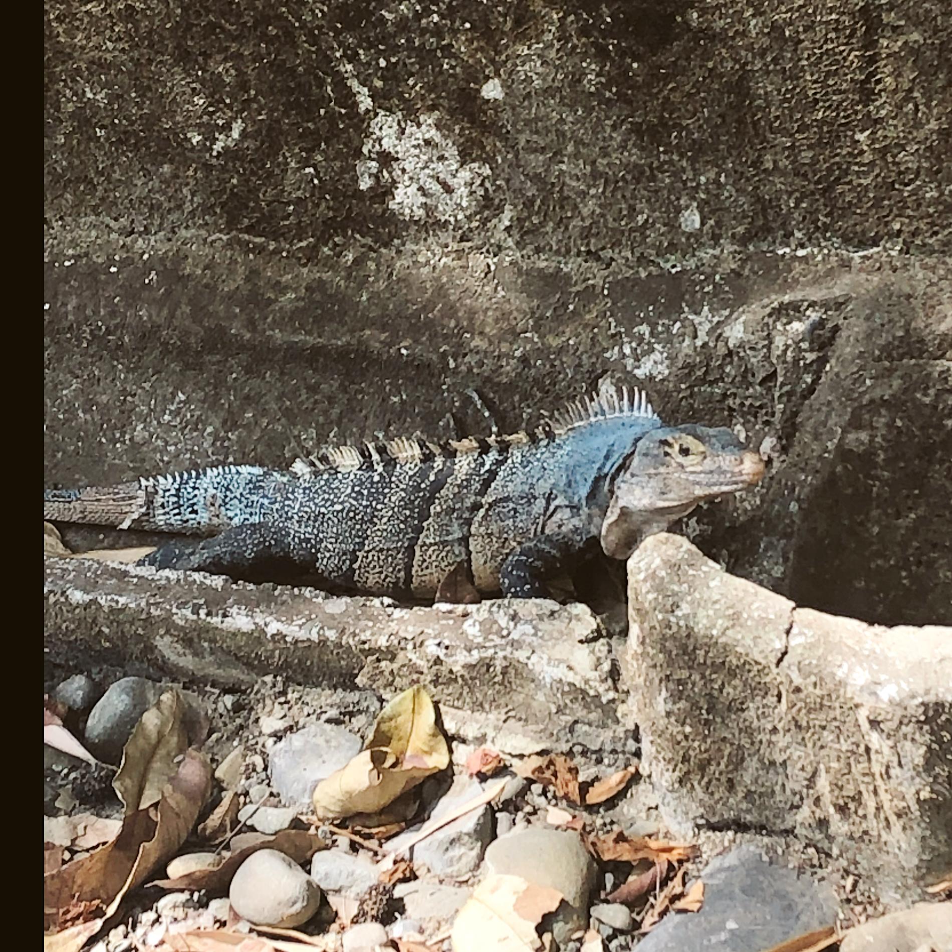Blue iguana Costa Rica
