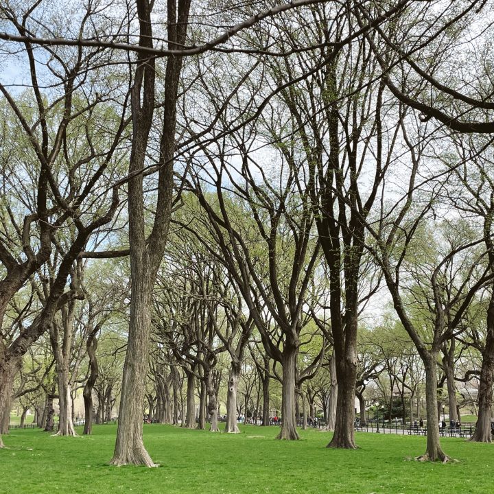 Central Park Rambles