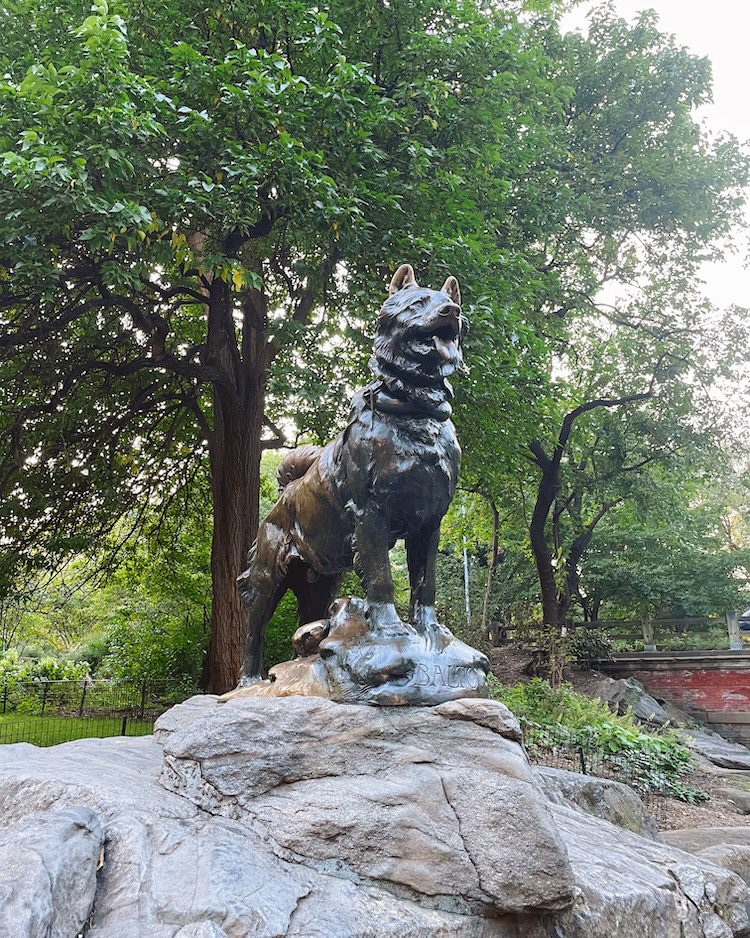 The famous statue of the sled dog Balto who traveled almost 700 miles to bring medicine to people in Alaska in 1925.