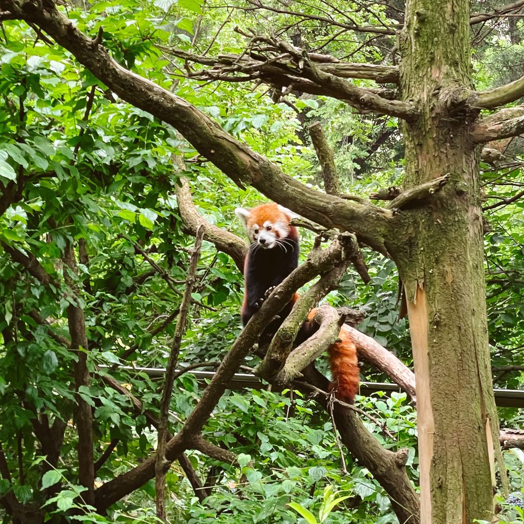 Central Park Zoo animal