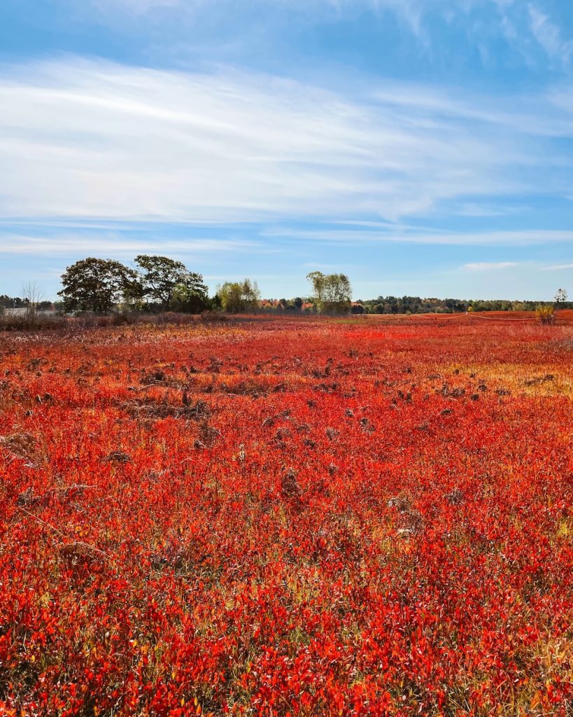 A field of Maine bluberry bushes