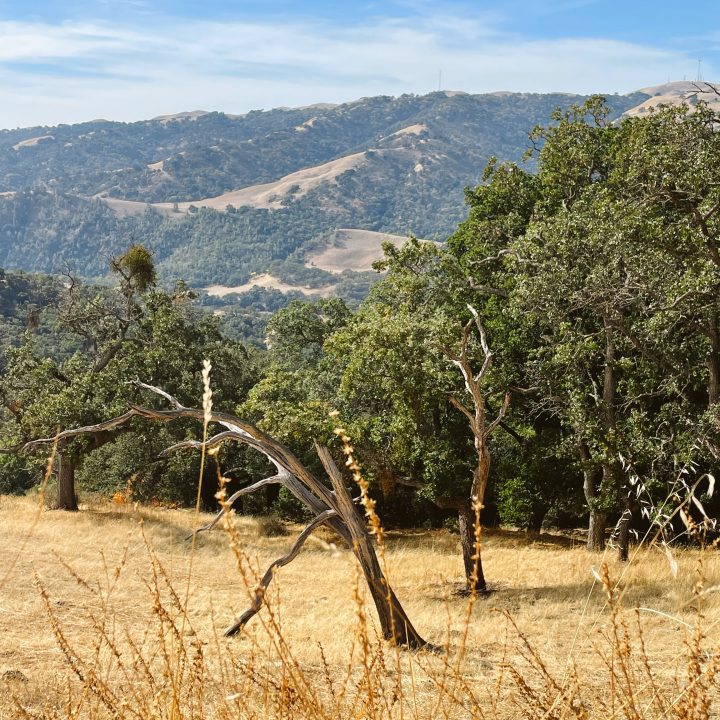 Views from Indian Joe Creek Trail.