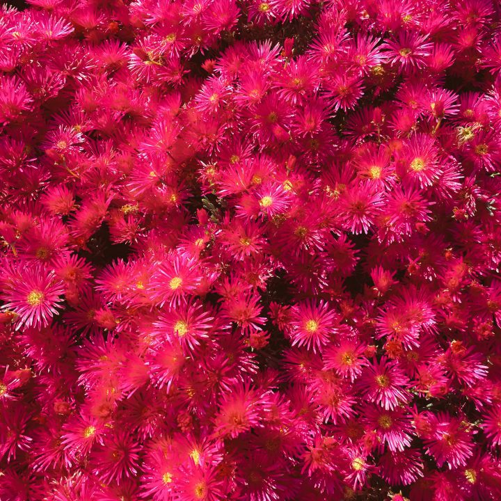 Red flowers in Alameda