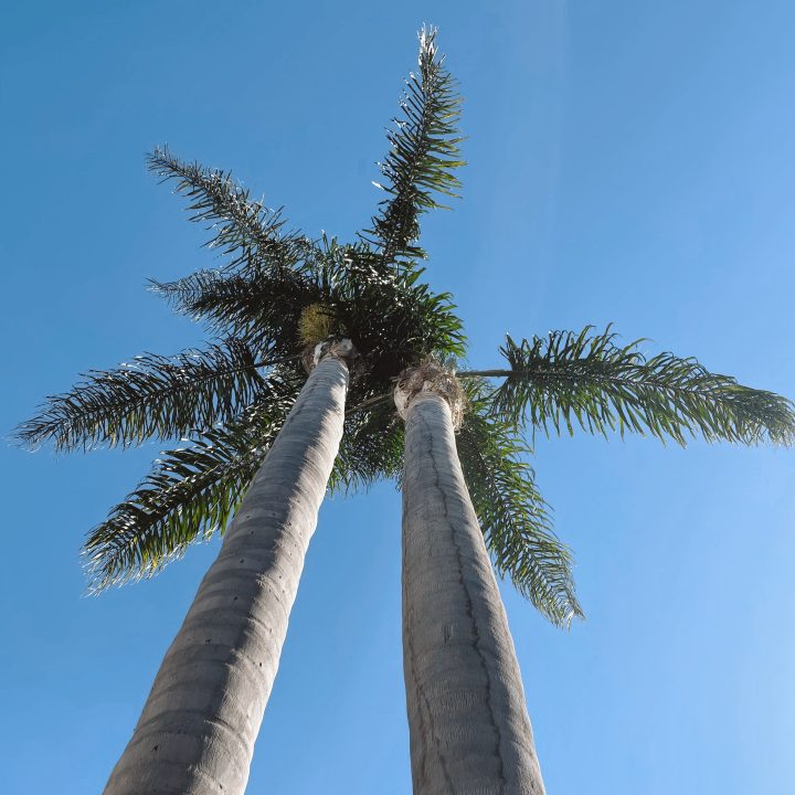 Palm Trees in Alameda