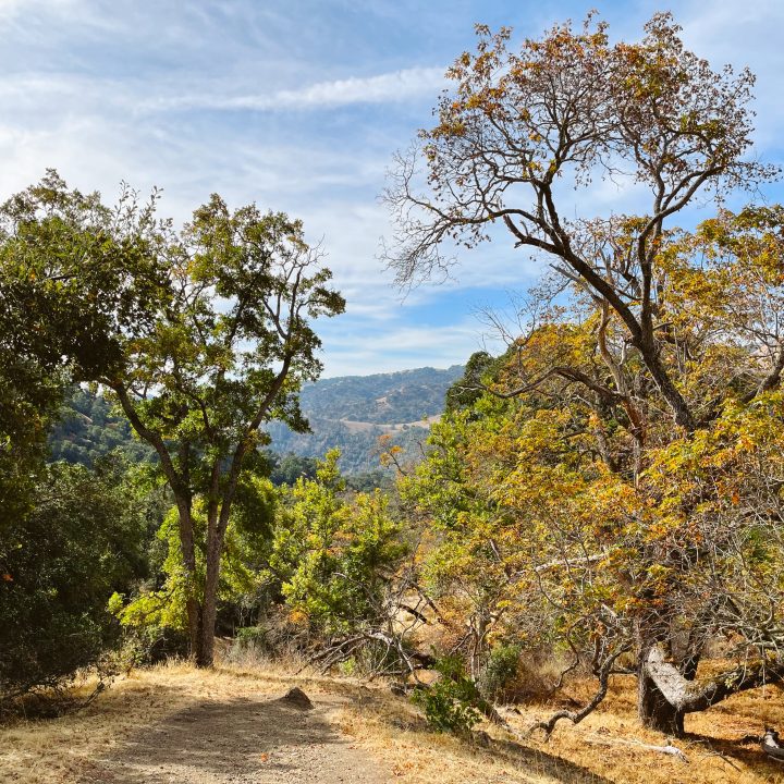 Fall trees along the path to Little Yosemite.