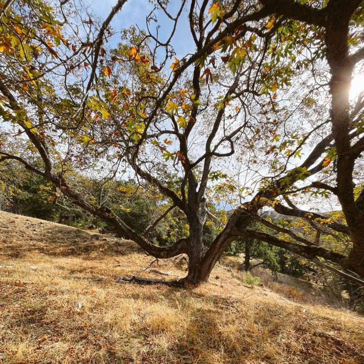 Fall tree with sun shining through on the Little Yosemite hike.