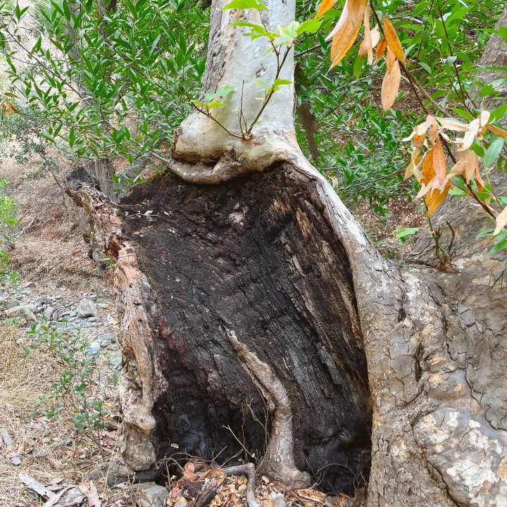 Tree hit by Lightening on the Indian Joe Creek Trail on the Little Yosemite hike.