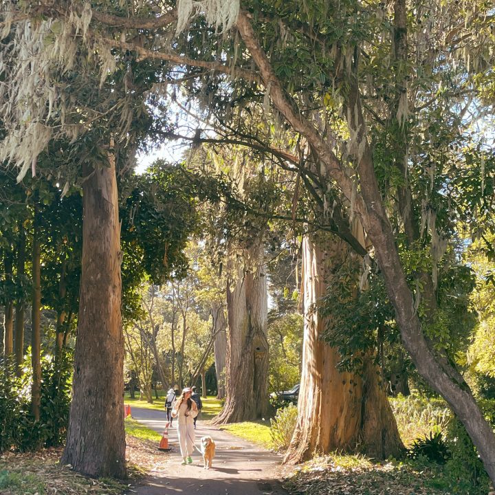 Eucalyptus Grove in Golden Gate Park in San Francisco which is a safe area.