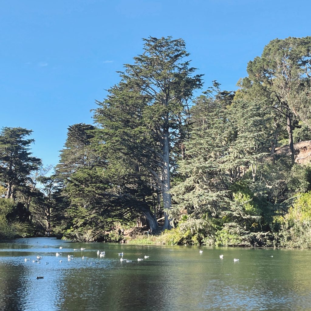 A view of Stow Lake in Golden Gate Park