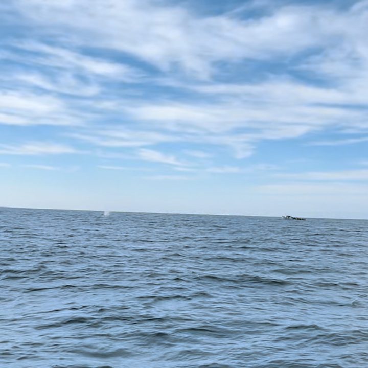 The spray from the blowhole of a gray whale in Monterey
