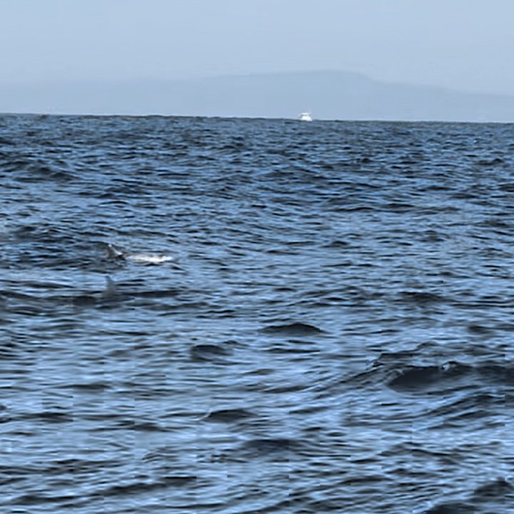 Dolphins swimming in the Monterey Bay