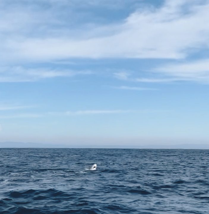 A Gray whale breaching in the Monterey Bay