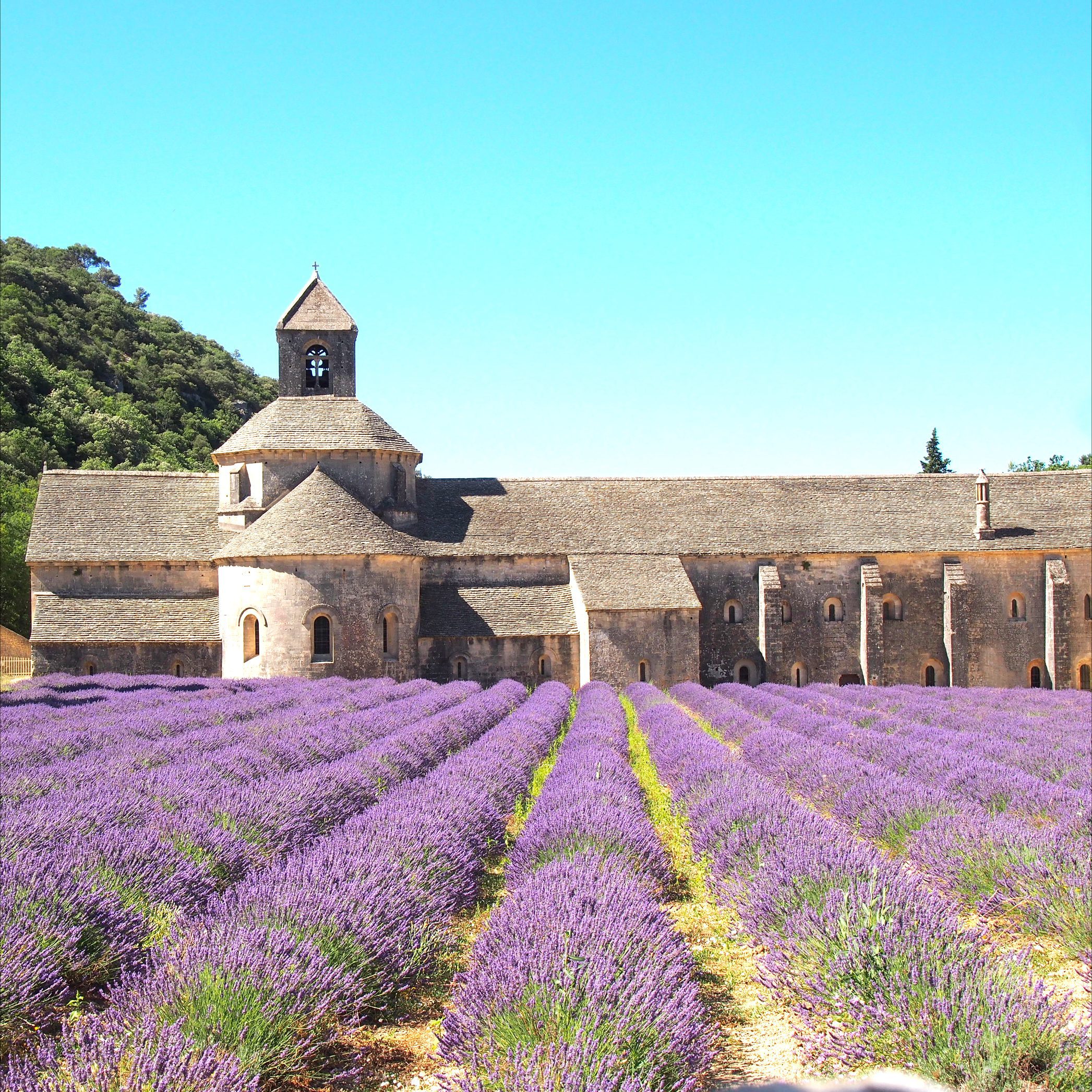 Field of Lavender