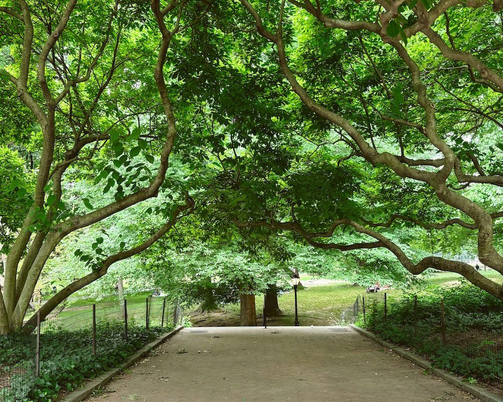 The Mall in Central Park