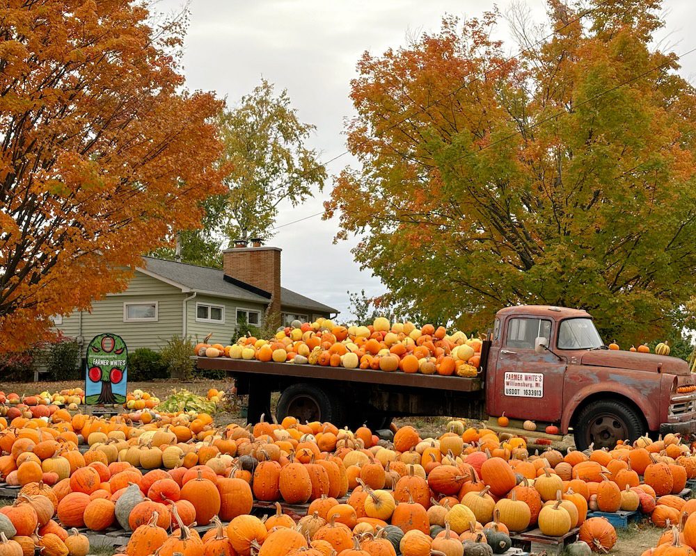 A pumpkin patch at an Elk Rapids, Michigan farm