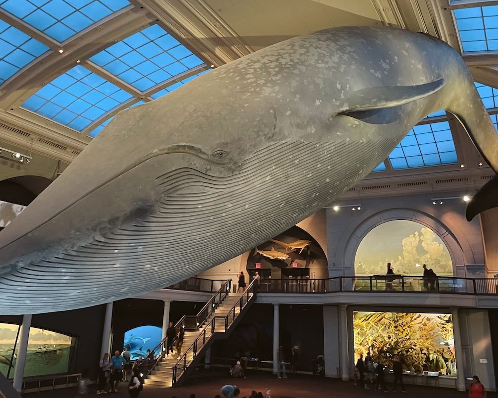 A giant whale hanging in the ceiling of the American Museum of Natural History in NYC.