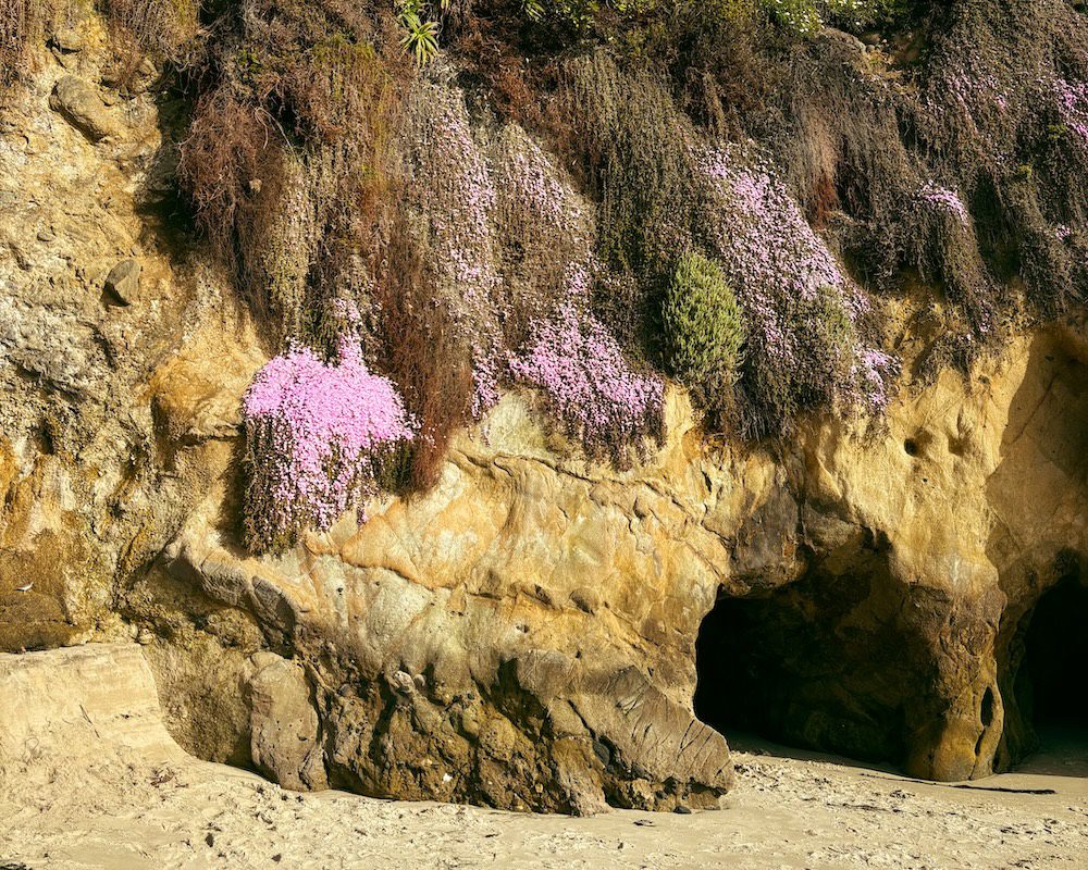 The flowers cascading onto the rocks on Laguna beach
