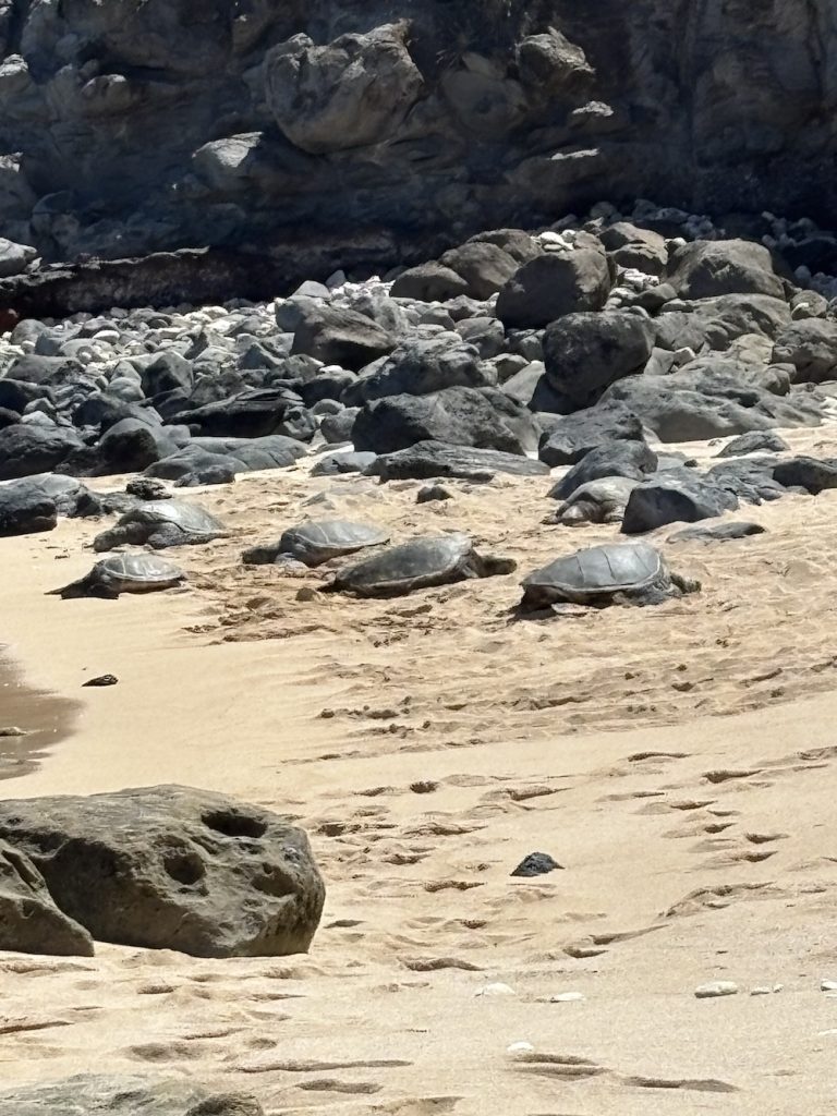 Hawaiian Green Turtles on the Ho'okipa Beach in Maui, HI