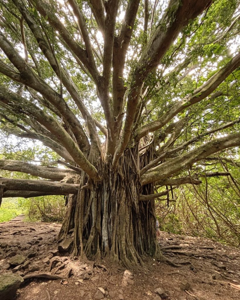 The Banyan Tree on the Pipiwai Trail