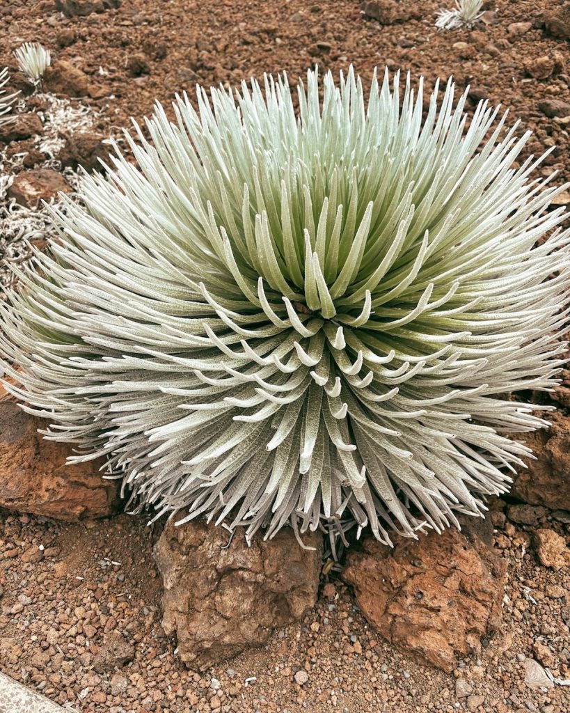 The Silversword plant in the Haleakala Crater