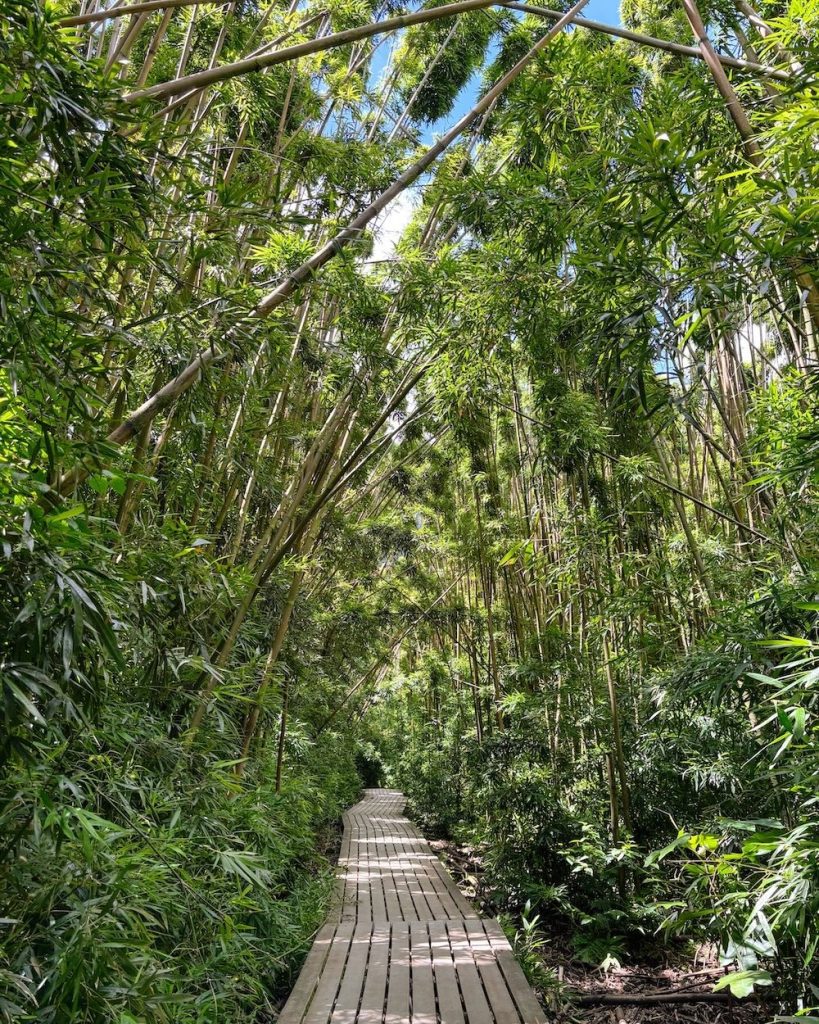 The Bamboo Forest on the Pipiwai Trail