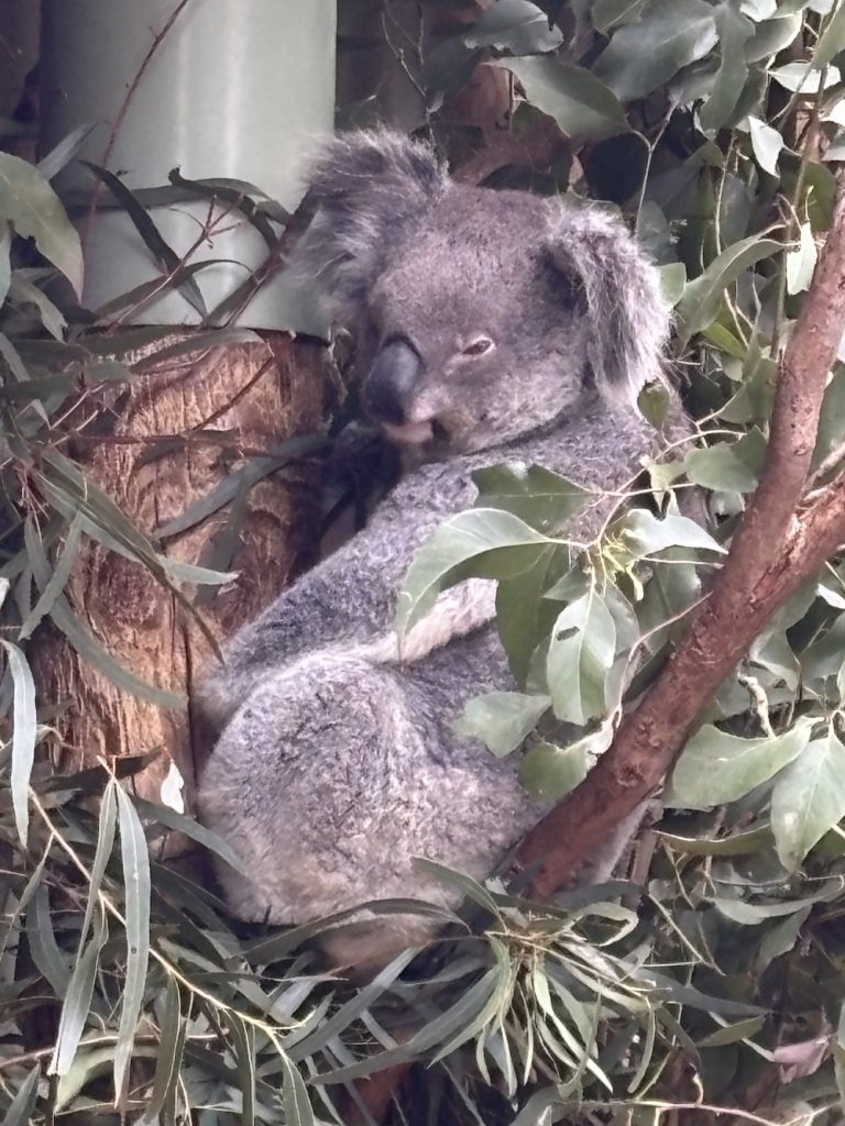 A koala in the Featherdale Wildlife Park