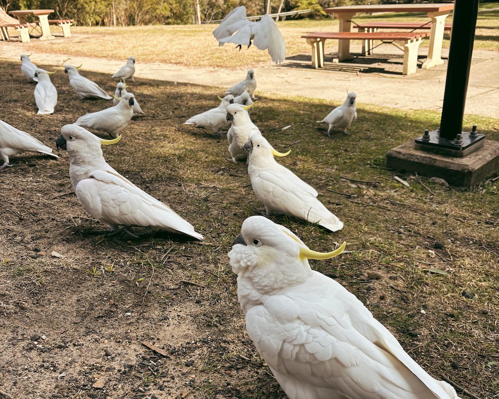 Wild Silver Crested Cockatoos in Katoomba