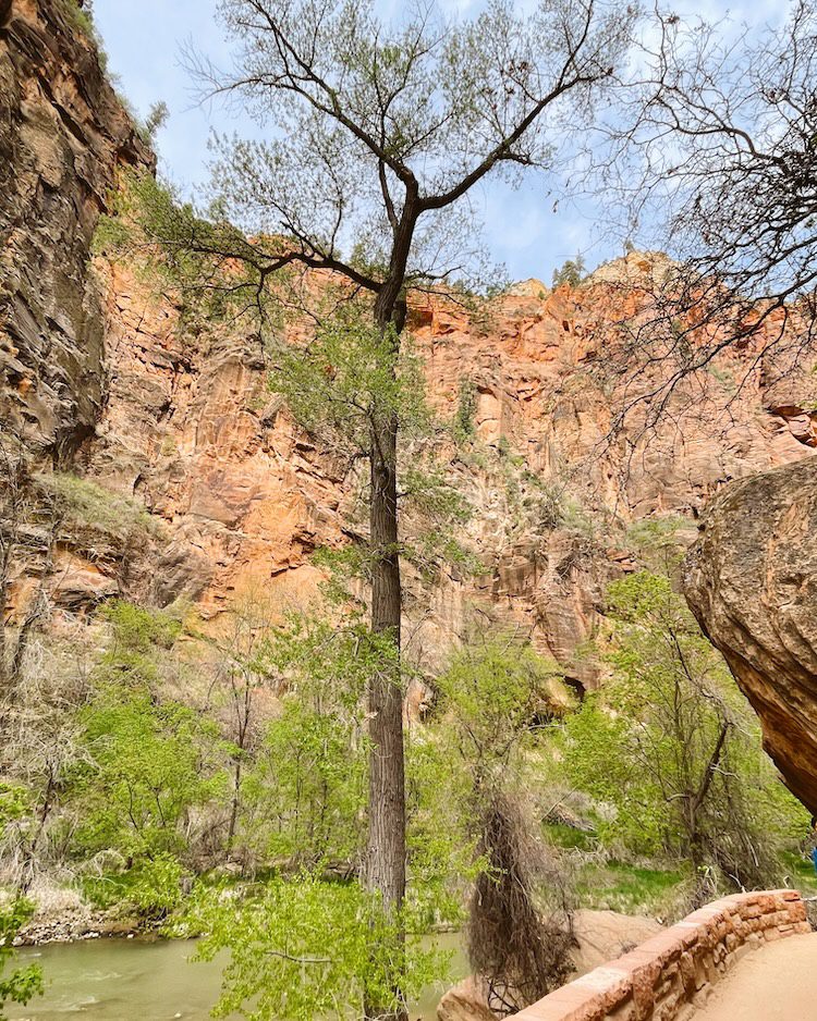 A vista of the red rock in Zion National Park