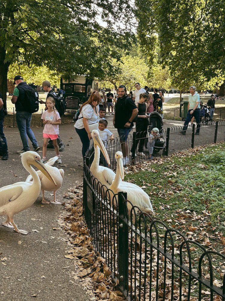 The pelicans in Green Park in London.