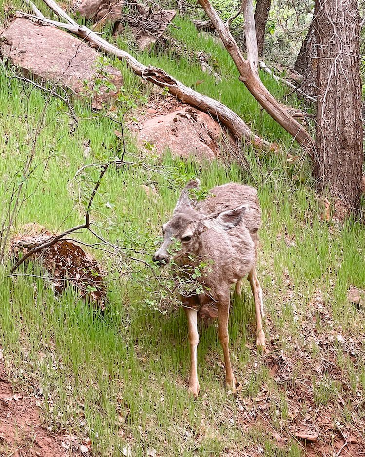 A deer along The Watchman Trail in Zion National Park